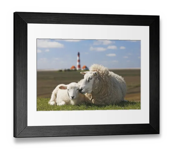 Framed Print : Domestic sheep (Ovis gmelini aries) with lamb lies on dike in front of lighthouse Westerheversand