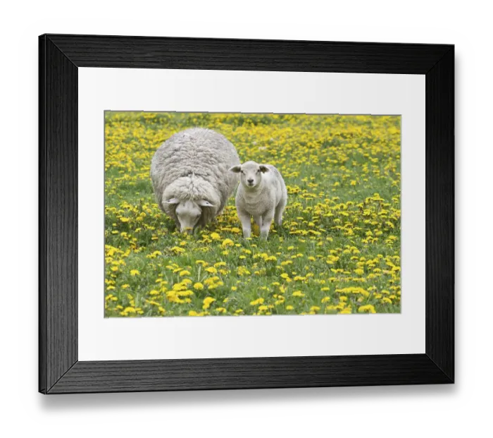 Framed Print : Sheep (Ovis orientalis aries) with lamb feeding in dandelion meadow