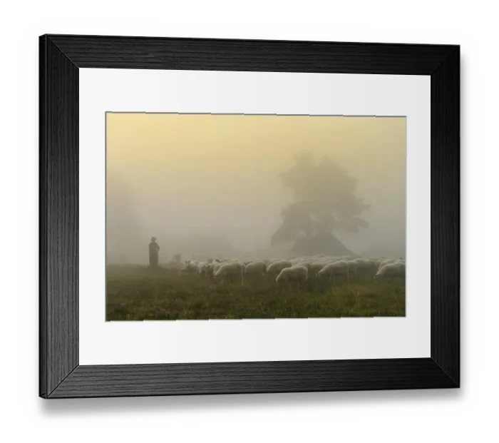 Framed Print : Shepherd with a flock of sheep in the heath at the Thuelsfeld dam at sunrise