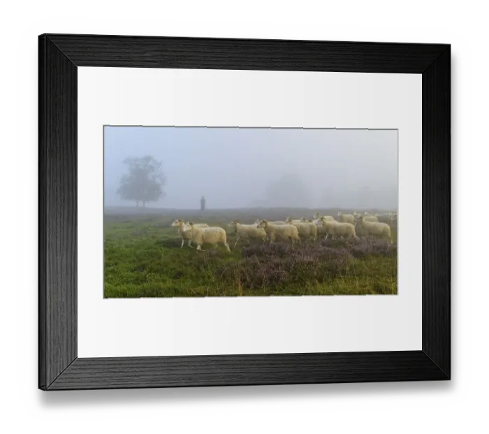 Framed Print : Shepherd with a flock of sheep in the heath at the Thuelsfeld dam at sunrise in the fog