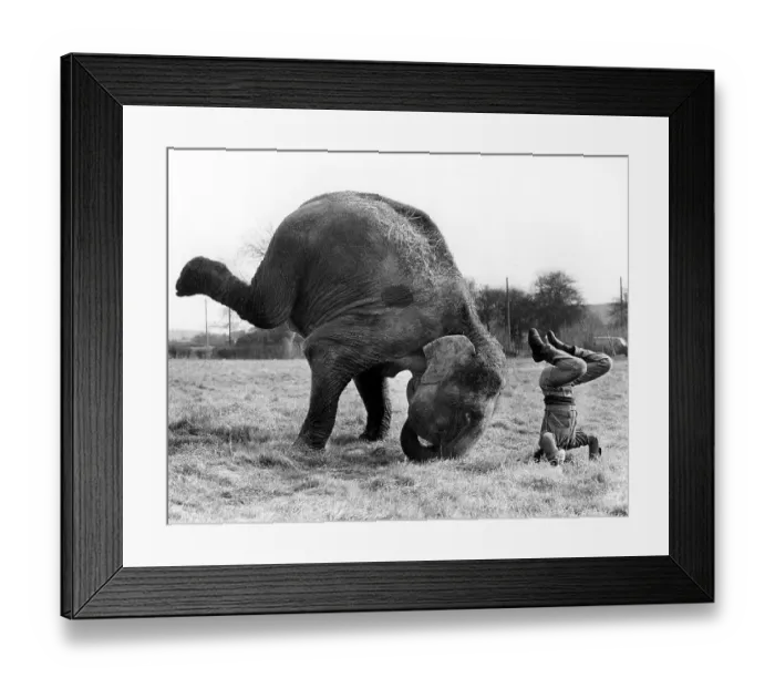 Framed Print : Elephant and a man practicing headstand
