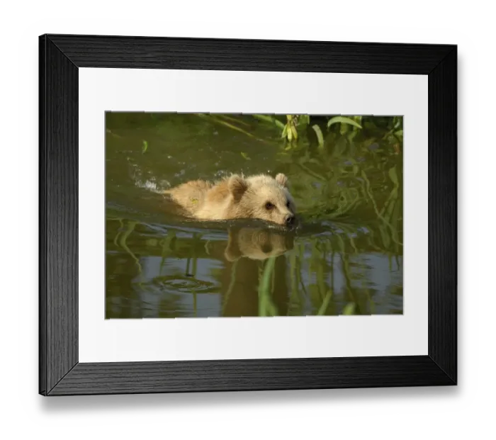 Framed Print : Brown bear (Ursus arctos arctos), pup, swimming
