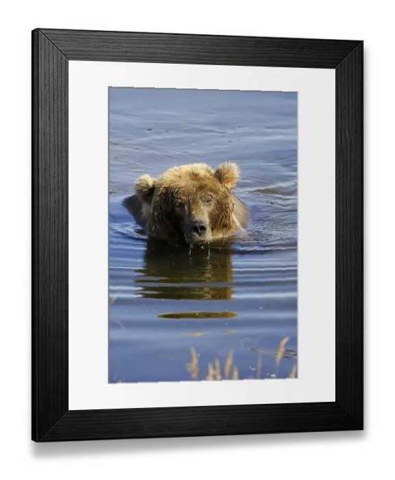 Framed Print : Swimming Alaska brown bear (ursus arctos)