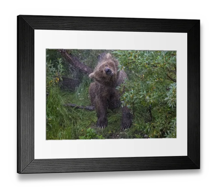 Framed Print : Brown bear (Ursus arctos) shakes body after swimming Framed Print : Brown bear (Ursus arctos) shakes body after swimming