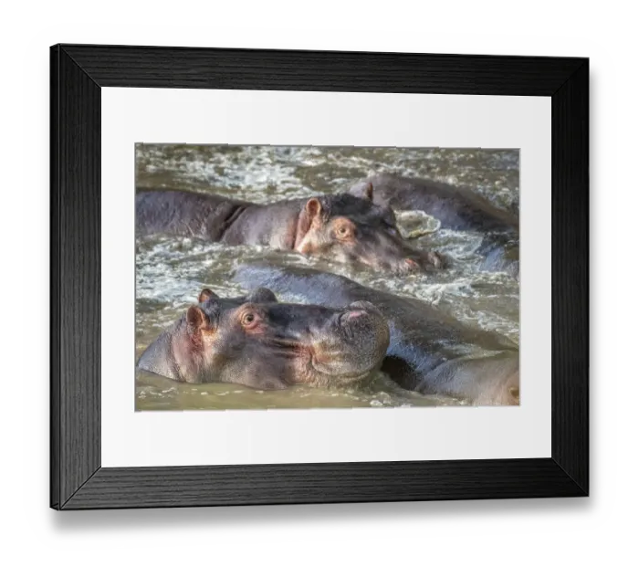Framed Print : Several Common hippopotamus (Hippopotamus amphibius) bathe in the muddy water at Maasai Mara National Park Framed Print : Several Common hippopotamus (Hippopotamus amphibius) bathe in the muddy water at Maasai Mara National Park