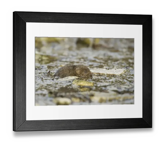 Framed Print : Water Vole (Arvicola terrestris) Framed Print : Water Vole (Arvicola terrestris)