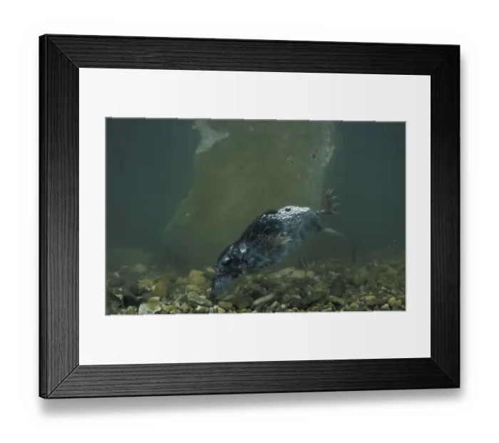Framed Print : Water Shrew (Neomys fodiens), swimming Framed Print : Water Shrew (Neomys fodiens), swimming