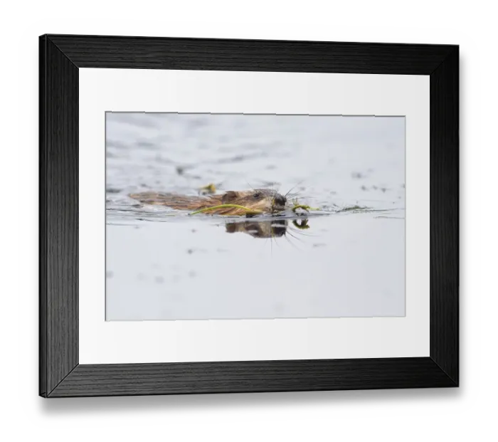 Framed Print : Muskrat (Ondatra zibethicus) floats in water with plants in mouth for construction