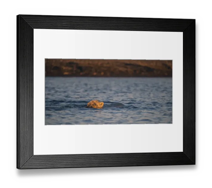 Framed Print : Polar Bear (Ursus maritimus) swimming in the sea Framed Print : Polar Bear (Ursus maritimus) swimming in the sea