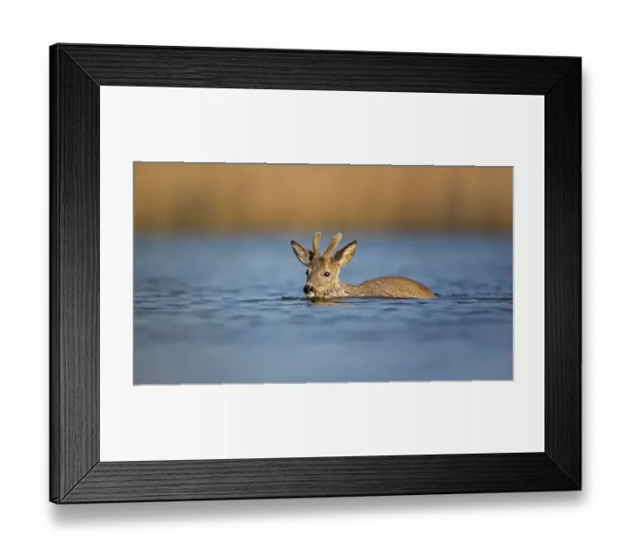 Framed Print : Reh (Capreolus capreolus) swimming