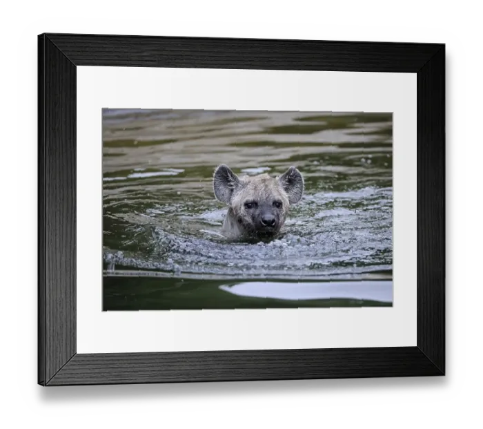 Framed Print : Young Spotted Hyena (Crocuta crocuta) Framed Print : Young Spotted Hyena (Crocuta crocuta)