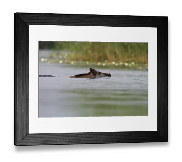 Framed Print : Wild boar (Sus scrofa) swimming in water