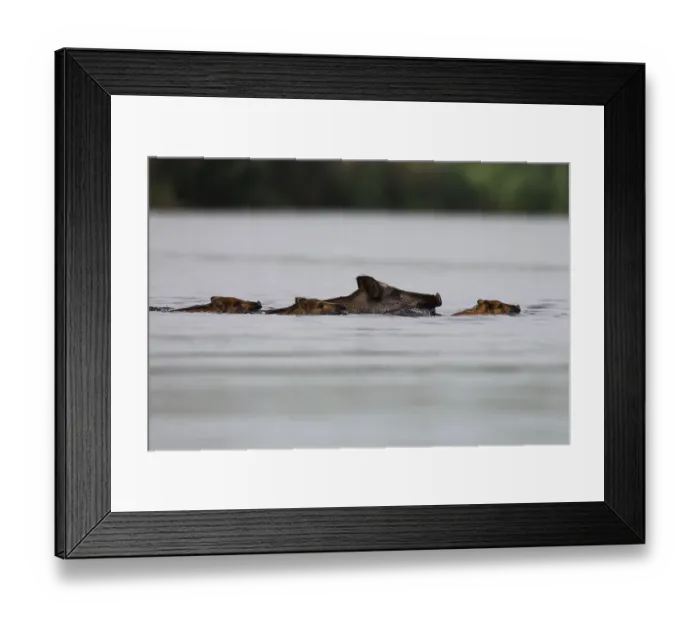 Framed Print : Wild boar (Sus scrofa) with young