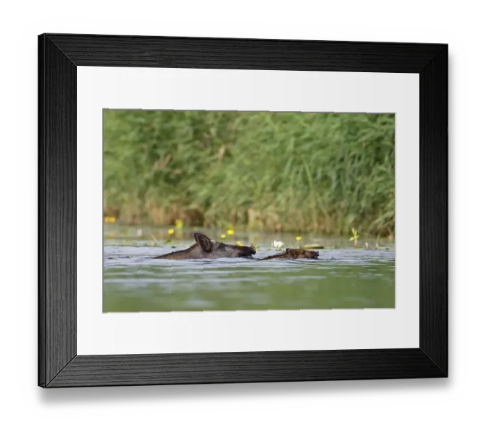 Framed Print : Wild boar (Sus scrofa) with young