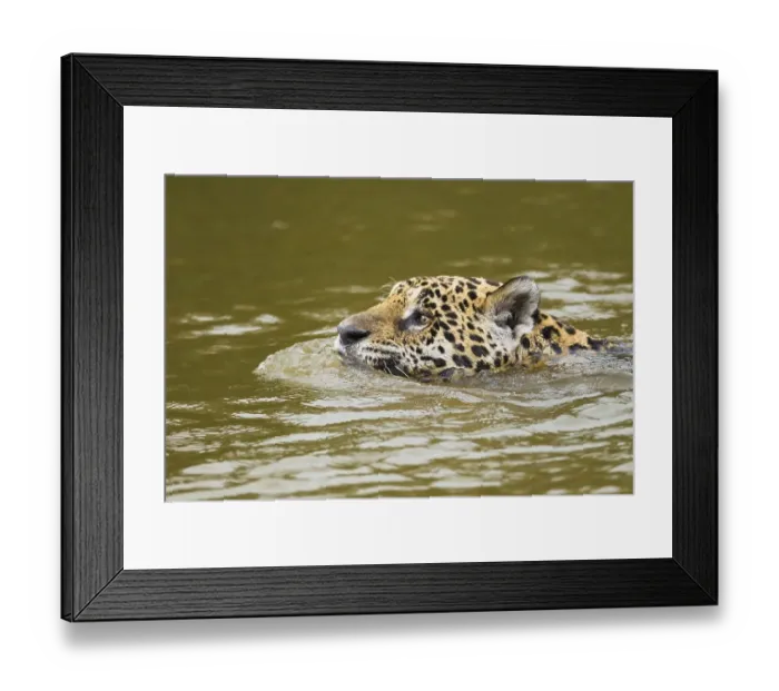 Framed Print : Jaguar (Panthera onca), swimming in river
