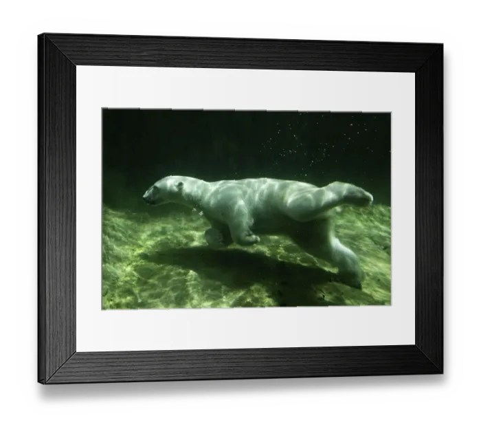 Framed Print : Polar Bear (Ursus maritimus) Giovanna swimming under water