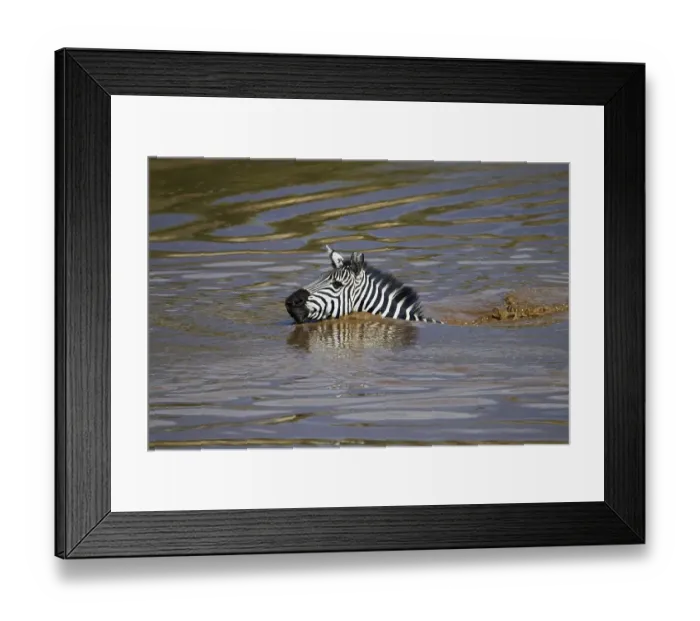 Framed Print : Zebra (Equus quagga) swimming across the Talek River Framed Print : Zebra (Equus quagga) swimming across the Talek River