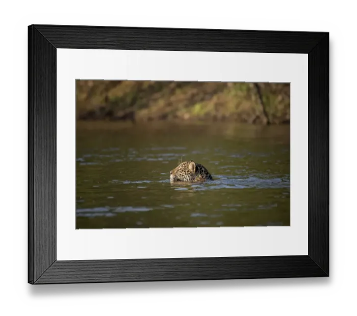 Framed Print : Jaguar (Panthera onca) swimming