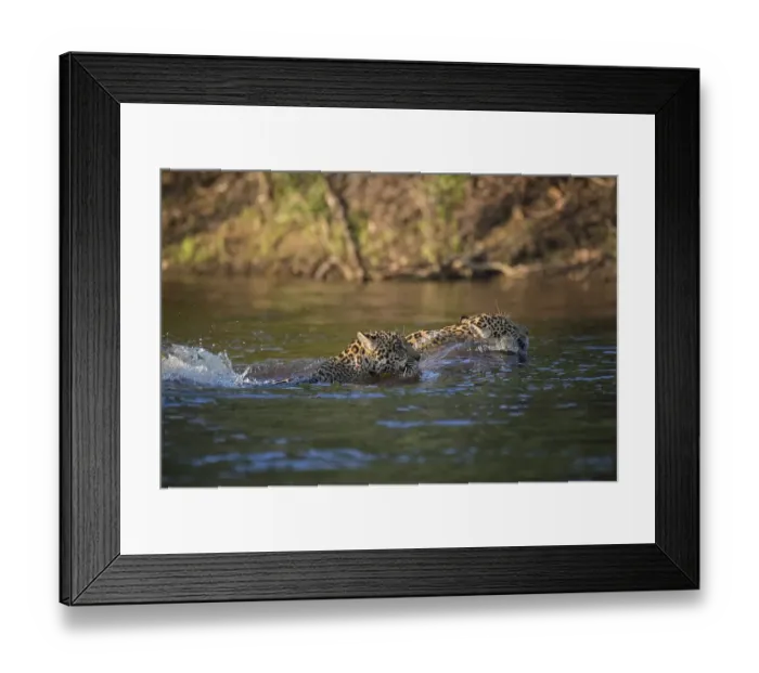 Framed Print : Two Jaguars (Panthera onca) swimming