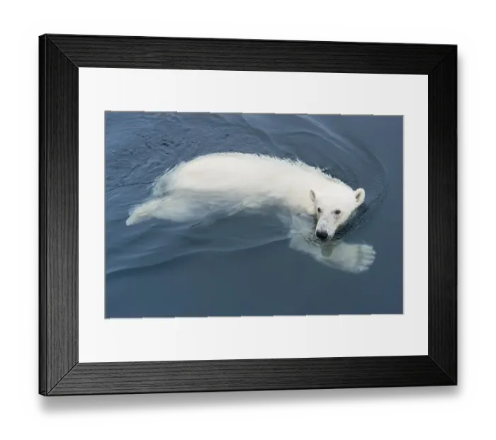 Framed Print : Polar Bear (Ursus maritimus) swimming