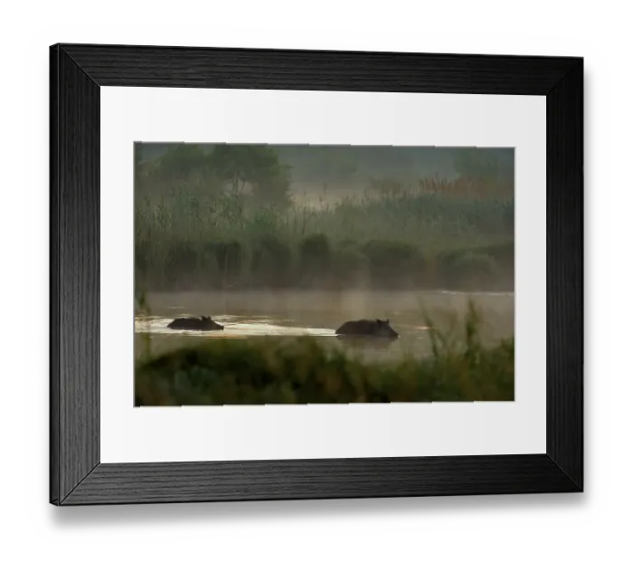 Framed Print : Wild boars (Sus scrofa) swimming through water Framed Print : Wild boars (Sus scrofa) swimming through water