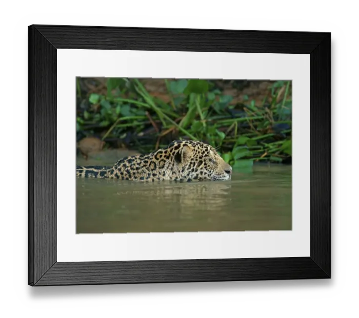 Framed Print : Jaguar (Panthera onca) swims in water Framed Print : Jaguar (Panthera onca) swims in water