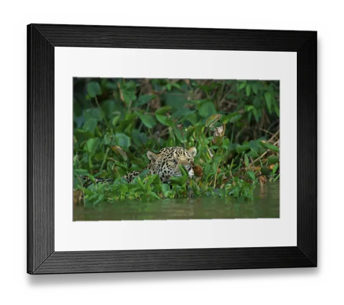 Framed Print : Jaguar (Panthera onca) camouflaged by leaves in water Framed Print : Jaguar (Panthera onca) camouflaged by leaves in water