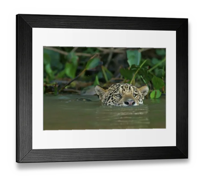 Framed Print : Jaguar (Panthera onca) swims in water Framed Print : Jaguar (Panthera onca) swims in water