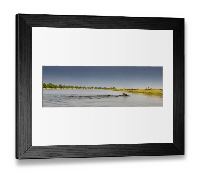Framed Print : Herd of African Elephants (Loxodonta africana) swimming across a river Framed Print : Herd of African Elephants (Loxodonta africana) swimming across a river