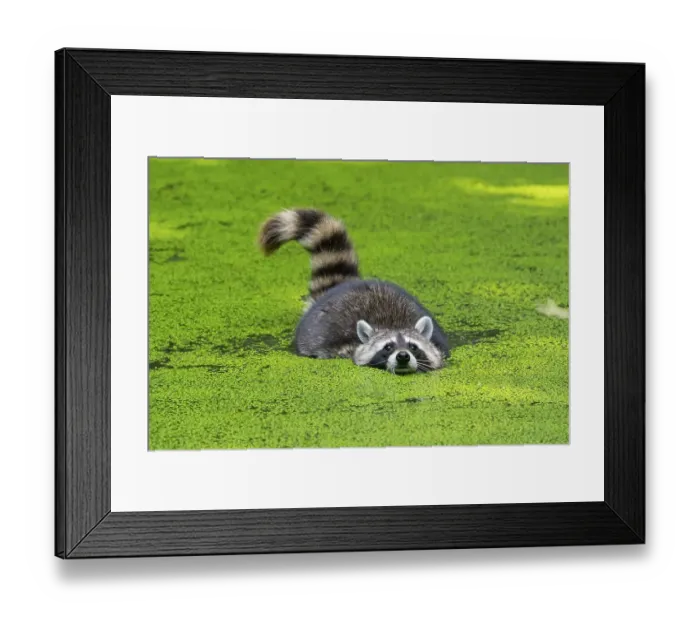 Framed Print : Raccoon (Procyon lotor) swims in a pond