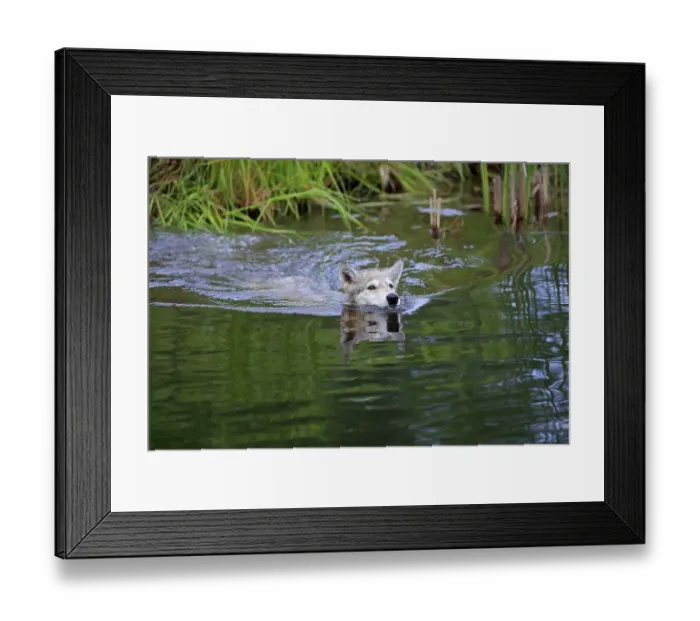 Framed Print : Gray wolf (Canis lupus), young animal swimming in water Framed Print : Gray wolf (Canis lupus), young animal swimming in water
