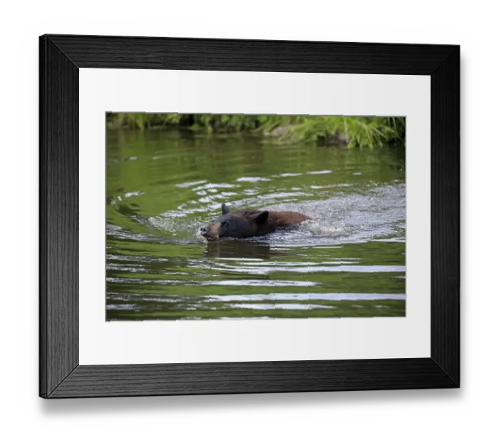Framed Print : American Black Bear (Ursus americanus) Framed Print : American Black Bear (Ursus americanus)