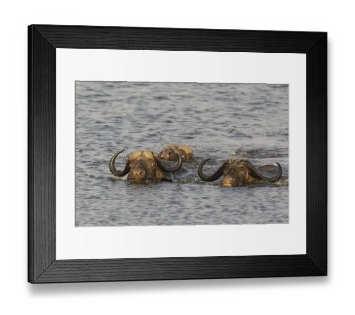 Framed Print : Cape Buffalo (Syncerus caffer caffer)