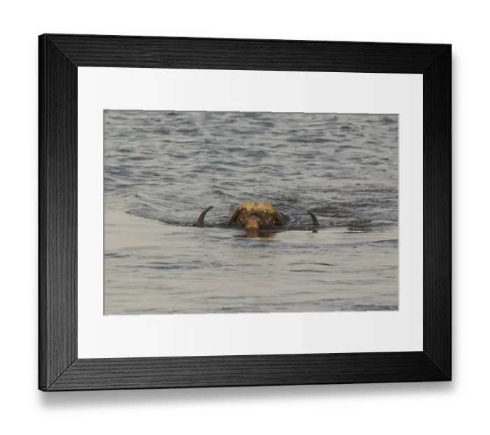 Framed Print : Cape Buffalo (Syncerus caffer caffer)