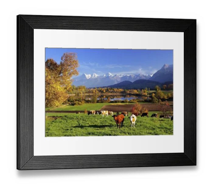Framed Print : Cows in front of Uebeschisee Lake in autumn