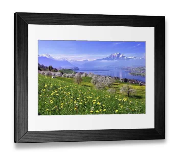 Framed Print : Blossoming cherry trees, Kuessnacht overlooking Lake Lucerne Framed Print : Blossoming cherry trees, Kuessnacht overlooking Lake Lucerne