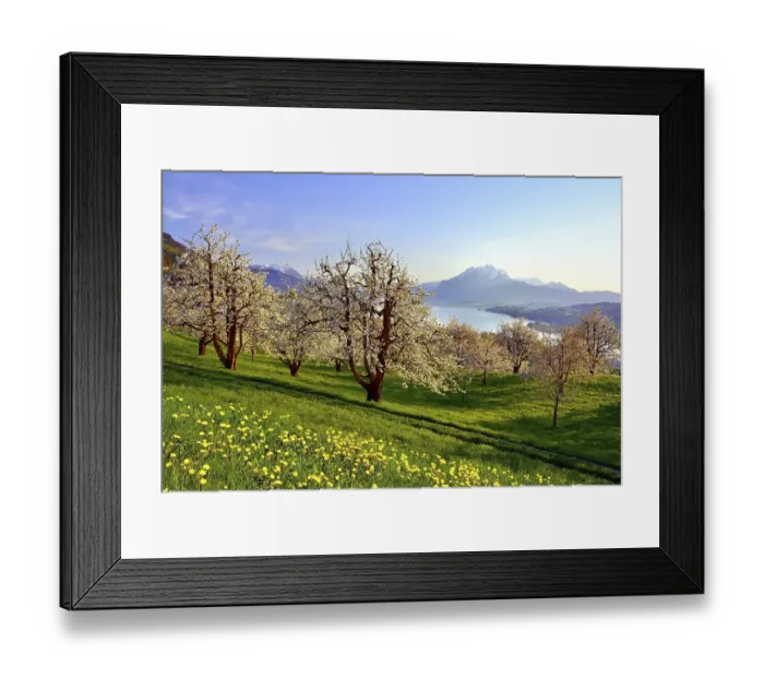 Framed Print : Cherry trees (Prunus) in bloom at Kuessnacht am Rigi Framed Print : Cherry trees (Prunus) in bloom at Kuessnacht am Rigi