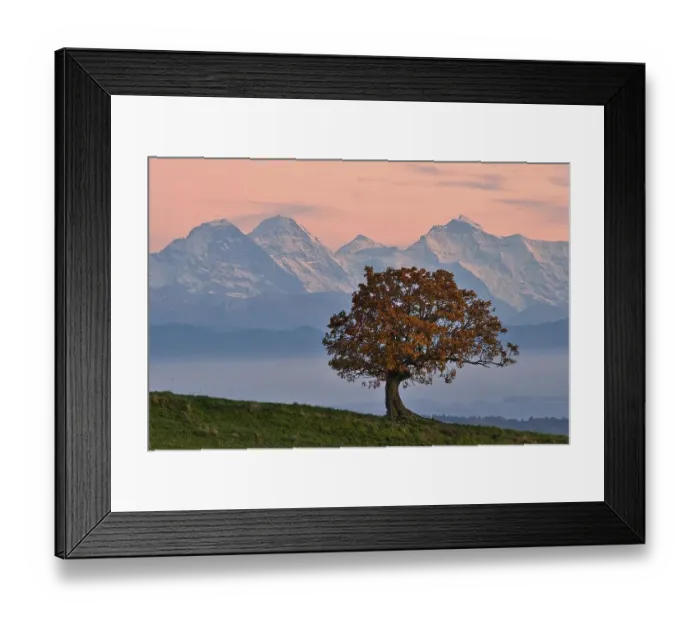 Framed Print : Autumn-coloured oak (Quercus), evening mood after sunset