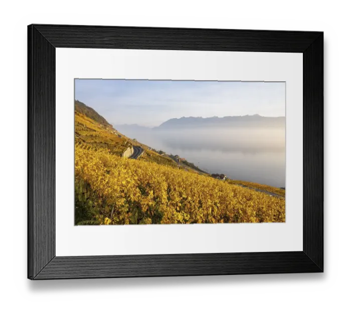 Framed Print : Vineyards in autumn near Epesses Framed Print : Vineyards in autumn near Epesses