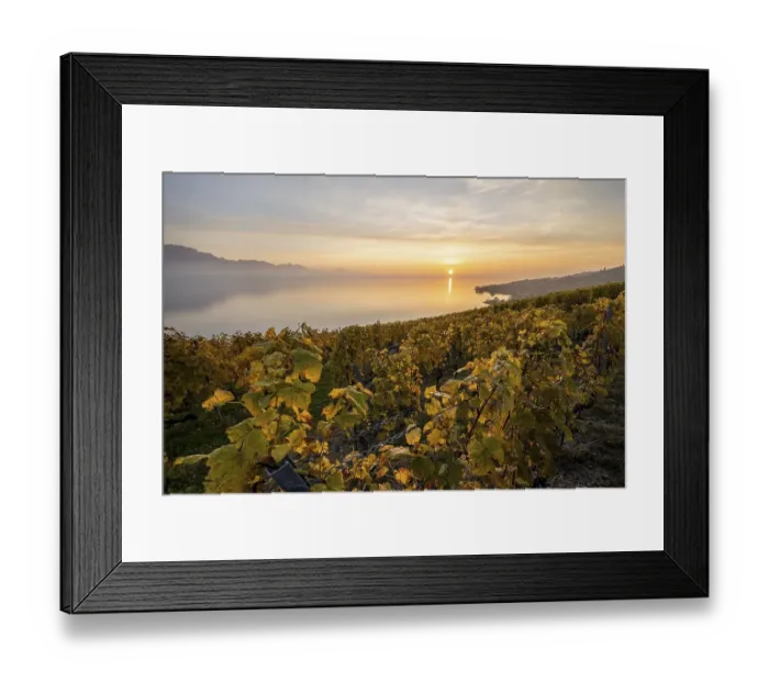 Framed Print : View of vineyards and Lake Geneva from the winegrowing village of Epesses
