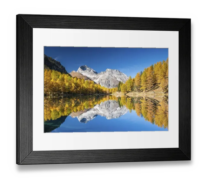 Framed Print : Autumn larch forest at Lake Palpuogna in front of a mountain panorama Framed Print : Autumn larch forest at Lake Palpuogna in front of a mountain panorama