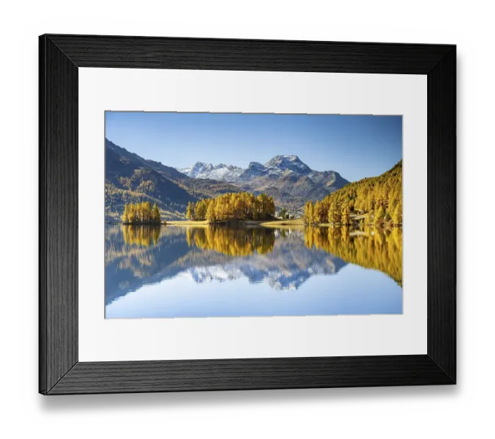 Framed Print : Autumnal larch forest and snow-covered mountains are reflected in the Lake Champfer