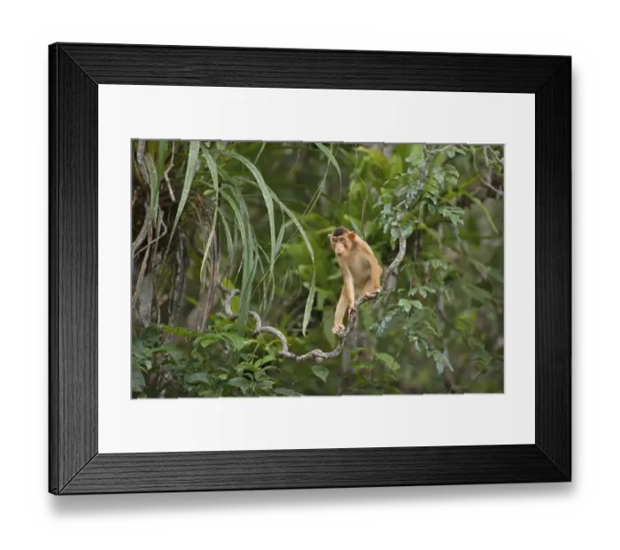 Framed Print : Southern southern pig-tailed macaque (Macaca nemestrina) Framed Print : Southern southern pig-tailed macaque (Macaca nemestrina)