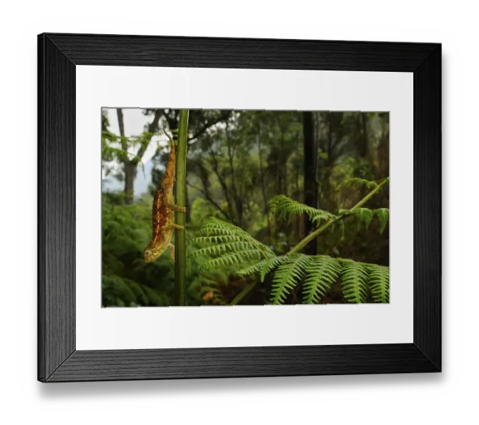 Framed Print : Rough coarse chameleon (Trioceros rudis) adult