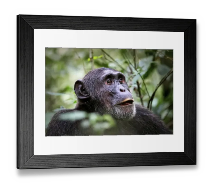 Framed Print : Schimpanse (Pan troglodytes) im Kibale-Nationalpark in Uganda Framed Print : Schimpanse (Pan troglodytes) im Kibale-Nationalpark in Uganda