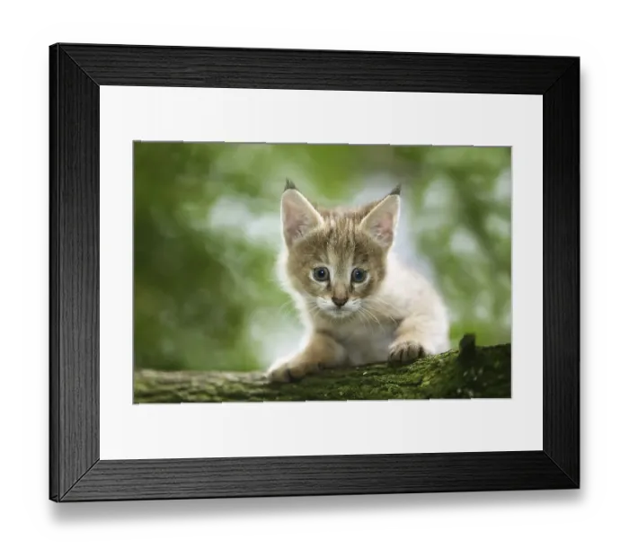 Framed Print : Jungle Cat (felis chaus), Cub laying on Branch