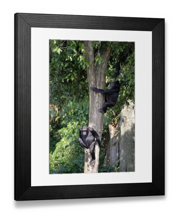 Framed Print : Two Chimpanzees (Pan) hanging from a tall hardwood tree in the rain forest
