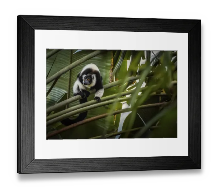 Framed Print : Black and white collar lemur (Varicea varigata) in the rainforests of eastern Madagascar