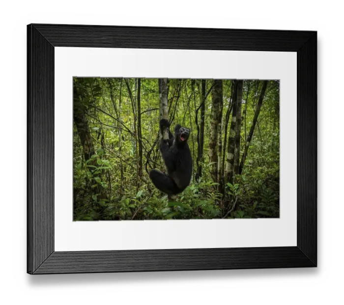 Framed Print : Indri (Indri indri) lemur in the rainforests of central eastern Madagascar