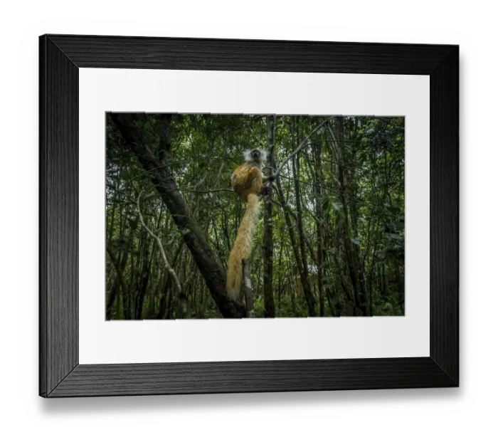 Framed Print : Black lemur (Eulemur macaco macaco) in the rainforests of north-west Madagascar